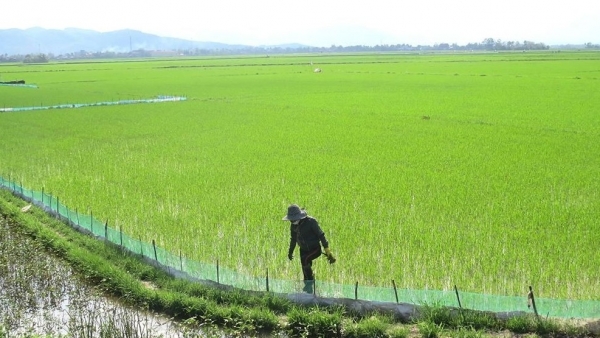 Đồng ruộng thiếu phù sa, nỗi lo mất mùa hiện hữu