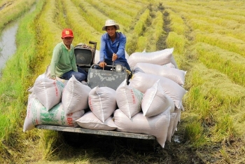 Áp lực cạnh tranh đè nặng lên xuất khẩu gạo Việt Nam
