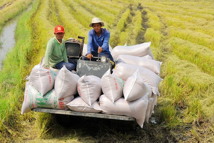 Áp lực cạnh tranh đè nặng lên xuất khẩu gạo Việt Nam