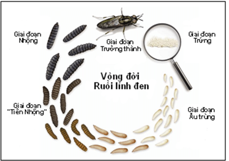 Vòng đời ruồi lính đen.