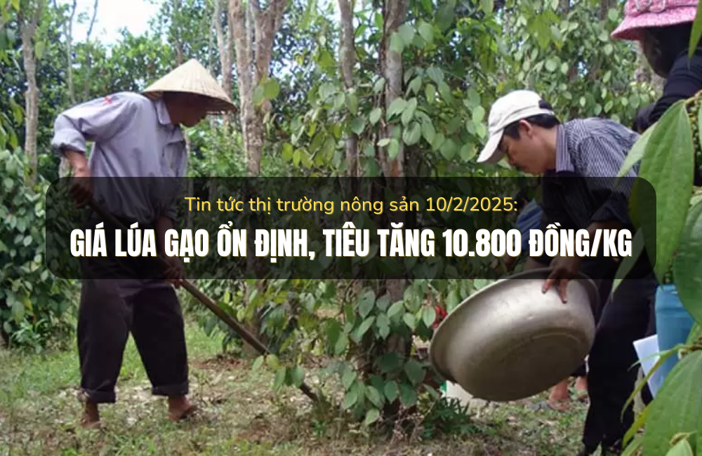 Tin tức thị trường nông sản 10/2/2025: Giá lúa gạo bình ổn, tiêu tăng mạnh 10.800 đồng/kg