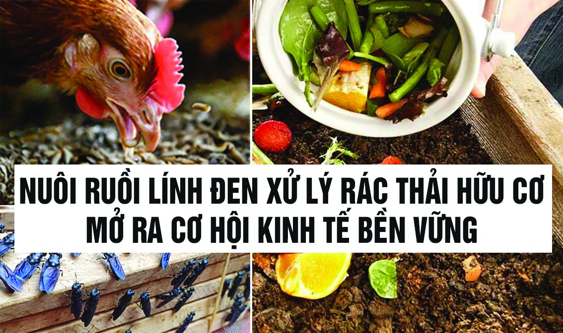 Nuôi ruồi lính đen xử lý rác thải hữu cơ mở ra cơ hội kinh tế bền vững