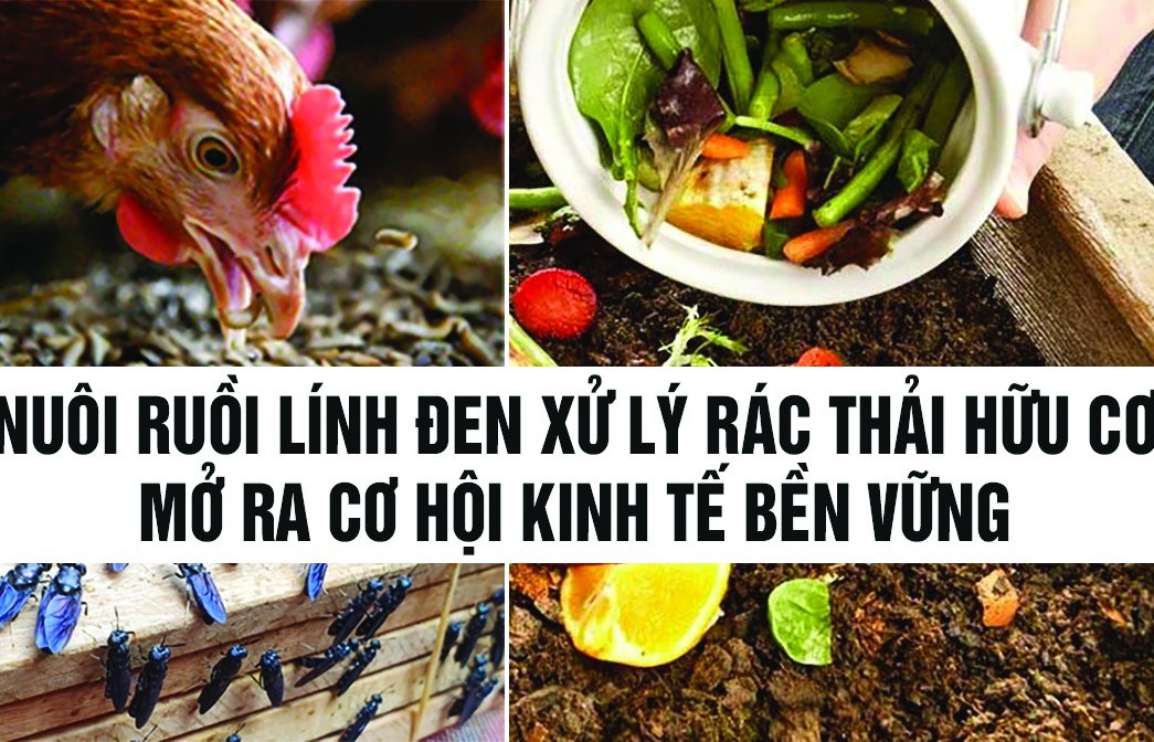 Nuôi ruồi lính đen xử lý rác thải hữu cơ mở ra cơ hội kinh tế bền vững