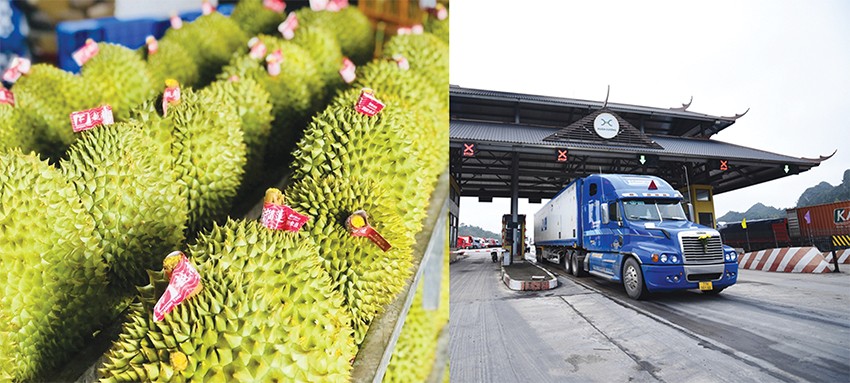 Khơi thông các điểm nghẽn, tạo nền tảng phát triển bền vững cho ngành hàng sầu riêng