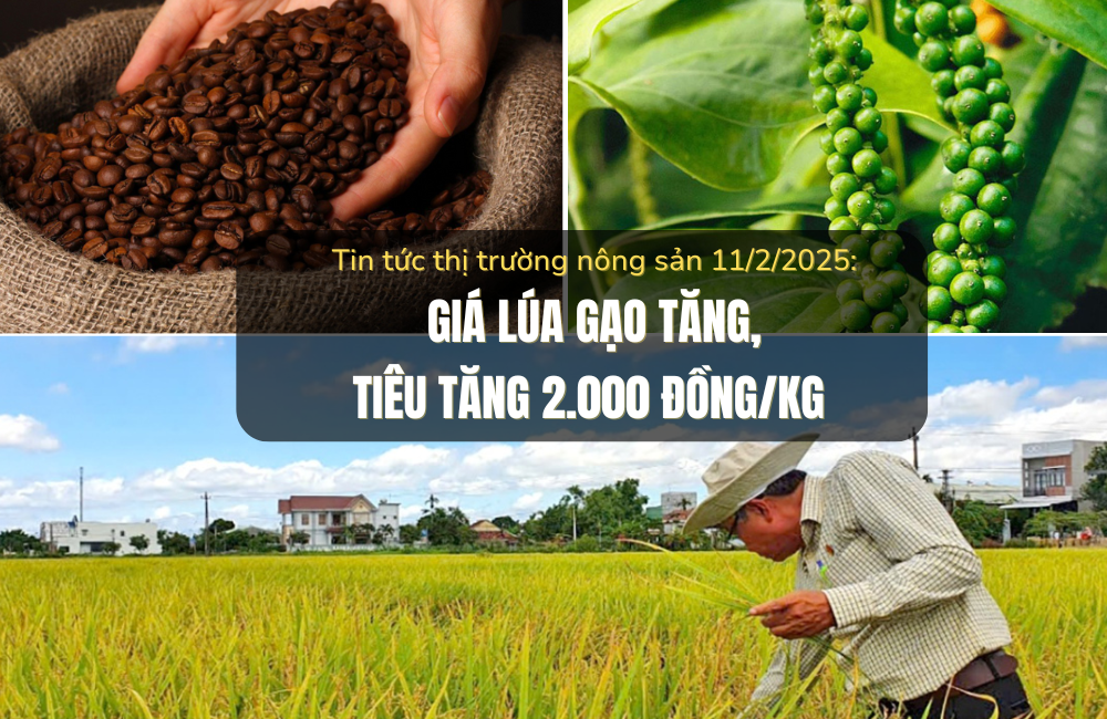 Tin tức thị trường nông sản 11/2/2025: Giá cà phê giảm, tiêu tăng 2.000 đồng/kg