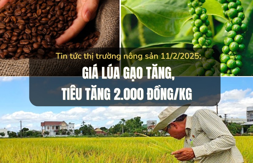 Tin tức thị trường nông sản 11/2/2025: Giá lúa gạo tăng, tiêu tăng 2.000 đồng/kg