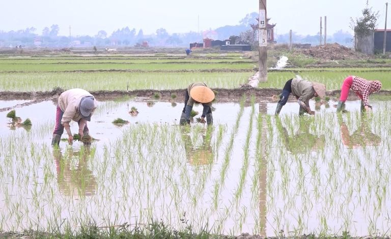 Bắc Ninh: Gia Bình triển khai biện pháp phòng, chống rét, dịch bệnh đối với sản xuất nông nghiệp