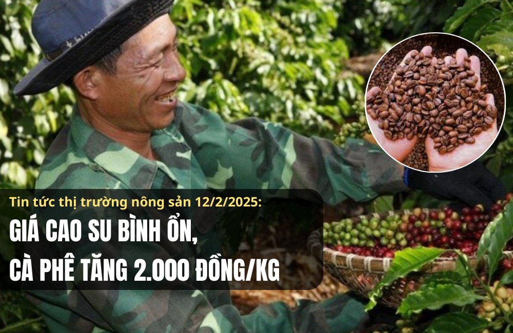 Tin tức thị trường nông sản 12/2/2025: Giá cao su bình ổn, cà phê tăng 2.000 đồng/kg