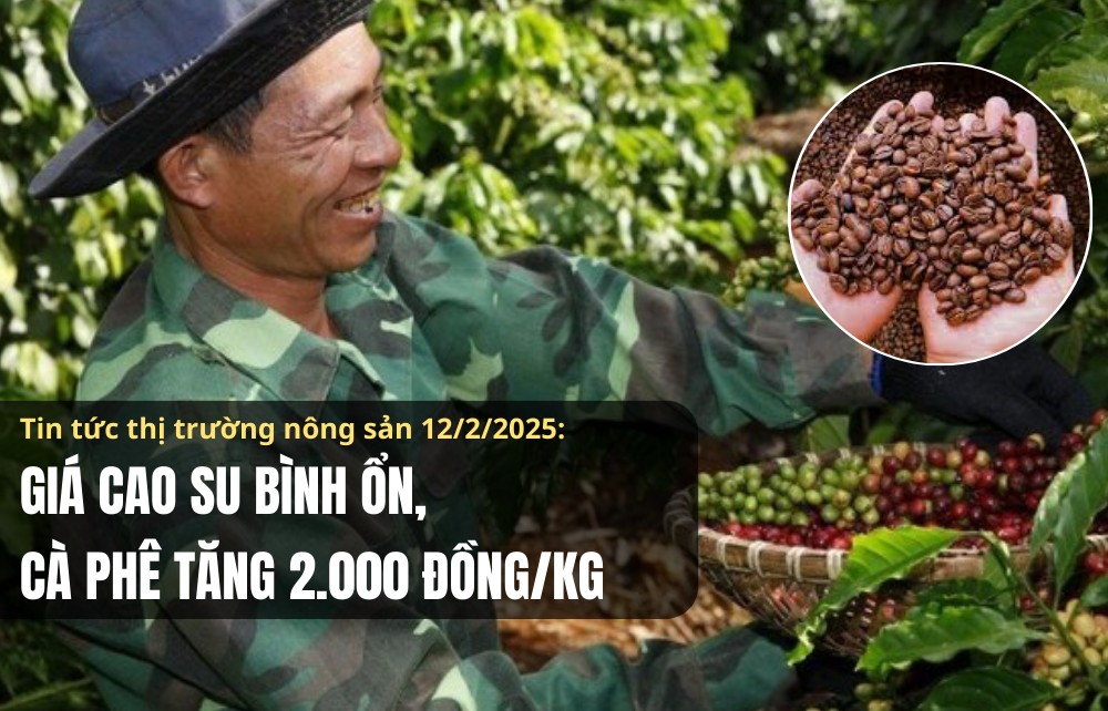 Tin tức thị trường nông sản 12/2/2025: Giá cao su bình ổn, cà phê tăng 2.000 đồng/kg