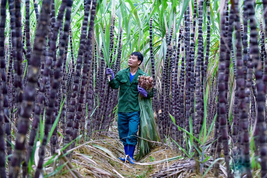 Thanh Hóa: Nỗ lực giảm nghèo ở vùng cao