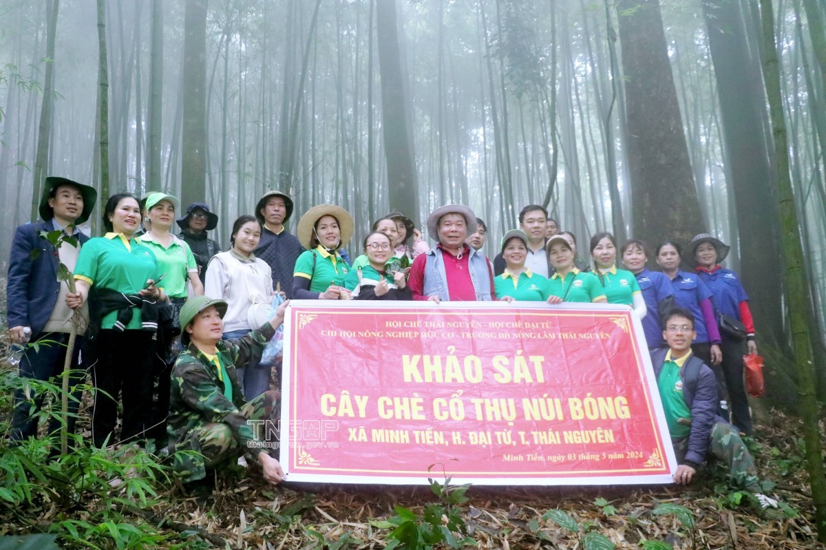 Thái Nguyên đưa cây chè cổ thành cây di sản quốc gia