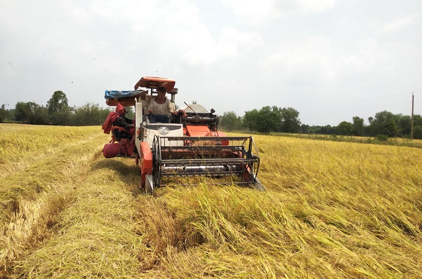 Lấp Vò: Nông nghiệp đổi mới, hướng đến giá trị gia tăng và phát triển bền vững