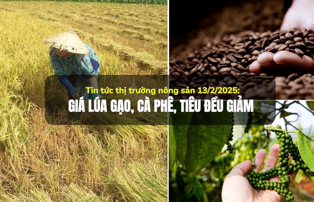 Tin tức thị trường nông sản 13/2/2025: Giá lúa gạo, cà phê, tiêu đều giảm