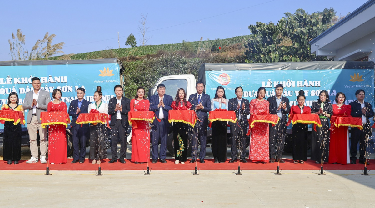 Dâu tây Sơn La lên tàu bay Vietnam Airlines