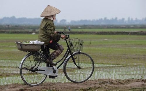 Bình Lục: Nâng cao hiệu quả sản xuất lúa nhờ tích tụ ruộng đất và liên kết sản xuất