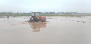 hai phong nong dan tich cuc gieo cay lua hoan thanh vu xuan 2025