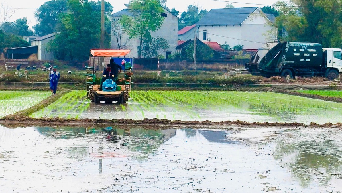 Rét đậm, sâu bệnh hại gây khó khăn cho sản xuất lúa vụ Xuân tại Nghệ An