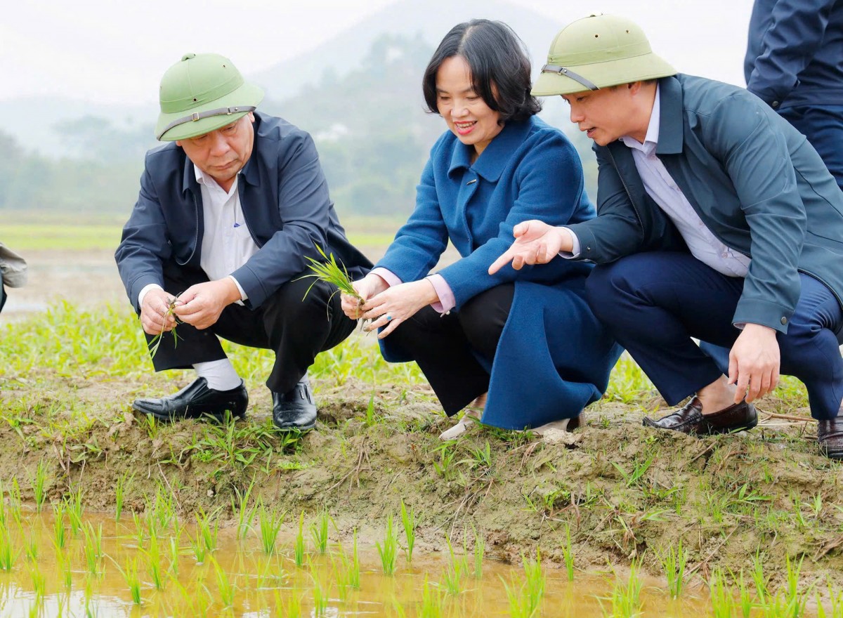 Rét đậm, sâu bệnh hại gây khó khăn cho sản xuất lúa vụ Xuân tại Nghệ An