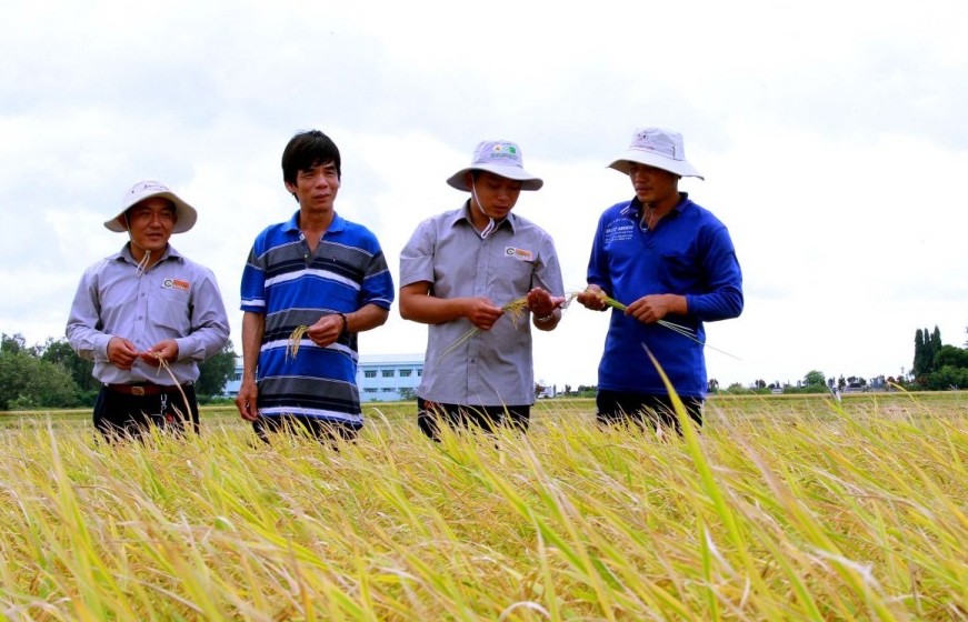 Thoại Sơn góp phần phát triển ngành lúa gạo Đồng bằng Sông Cửu Long