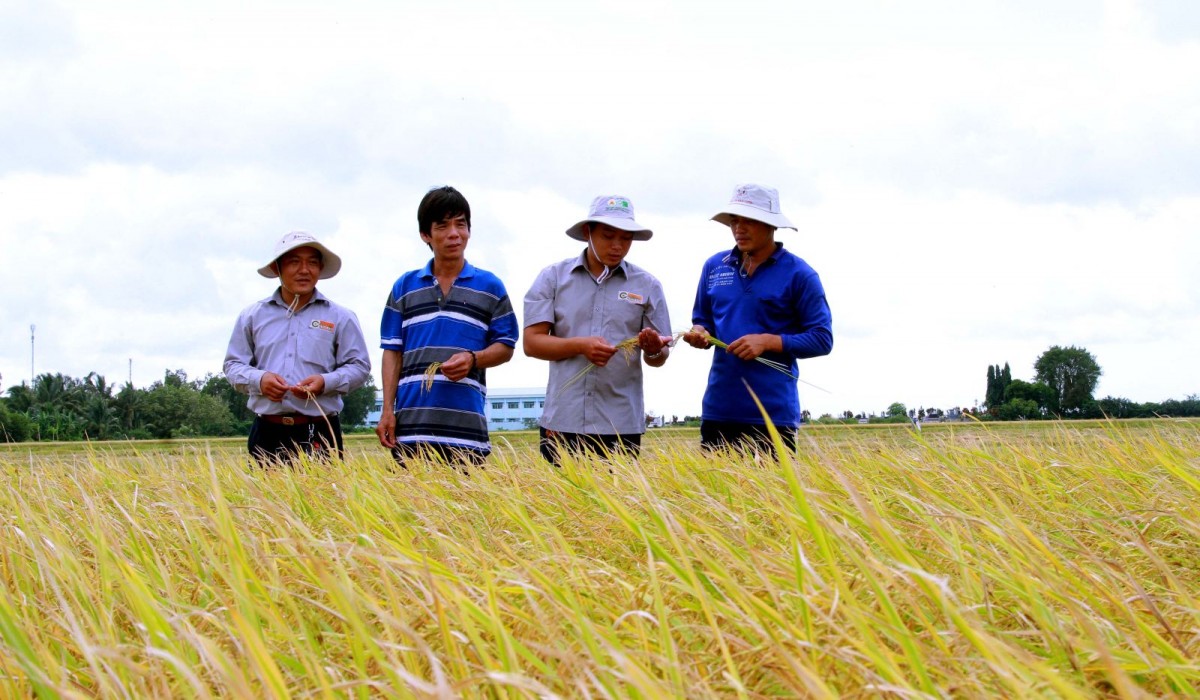 Thoại Sơn góp phần phát triển ngành lúa gạo Đồng bằng Sông Cửu Long