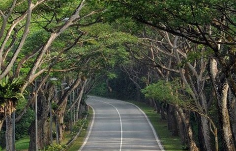 Ngày xuân nói chuyện cây xanh