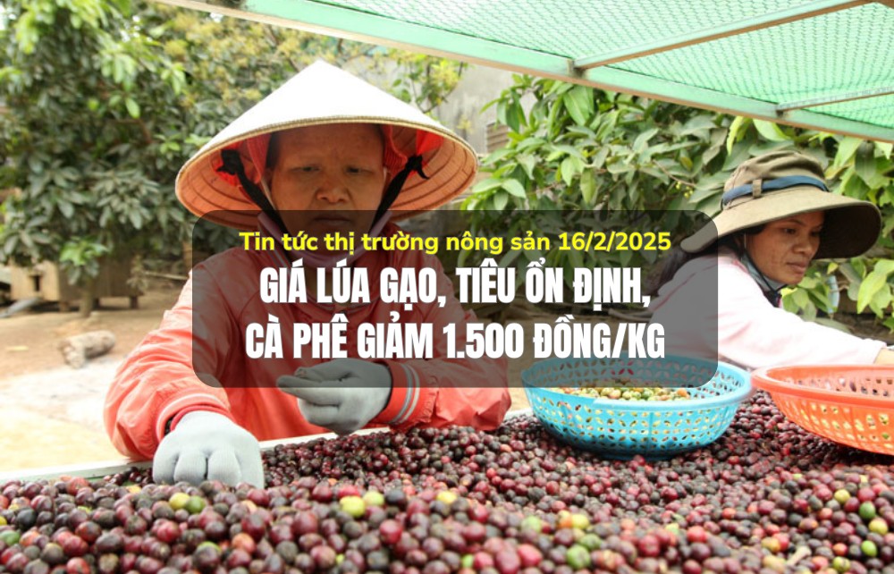 Tin tức thị trường nông sản 16/2/2025: Giá lúa gạo, tiêu ổn định, cà phê giảm 1.500 đồng/kg