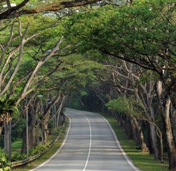 Ngày xuân nói chuyện cây xanh