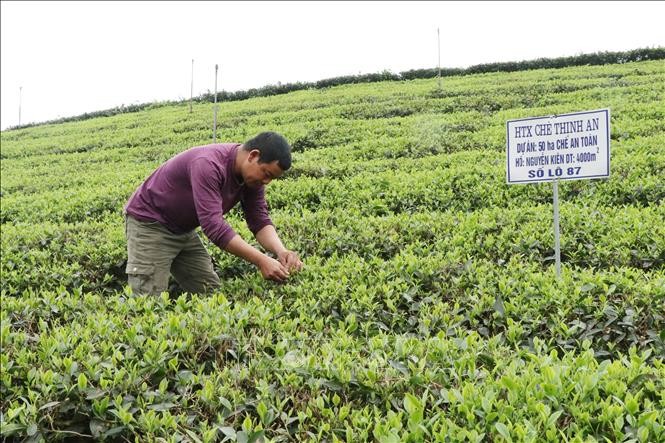 Thái Nguyên đẩy mạnh sản xuất nông nghiệp an toàn theo tiêu chuẩn VietGAP