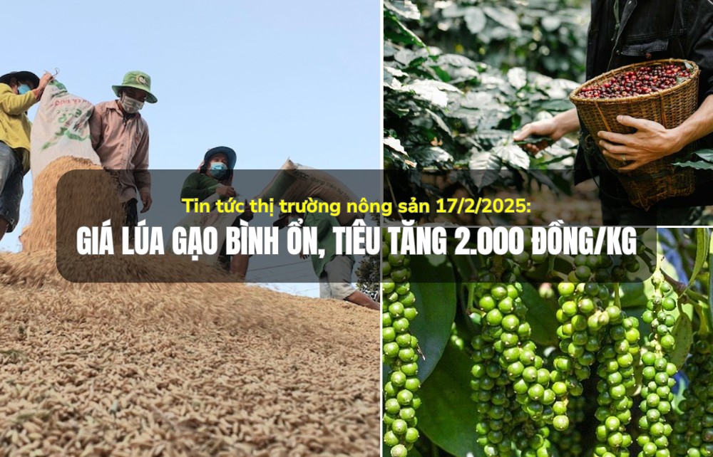 Tin tức thị trường nông sản 17/2/2025: Giá lúa gạo bình ổn, cà phê, tiêu tăng