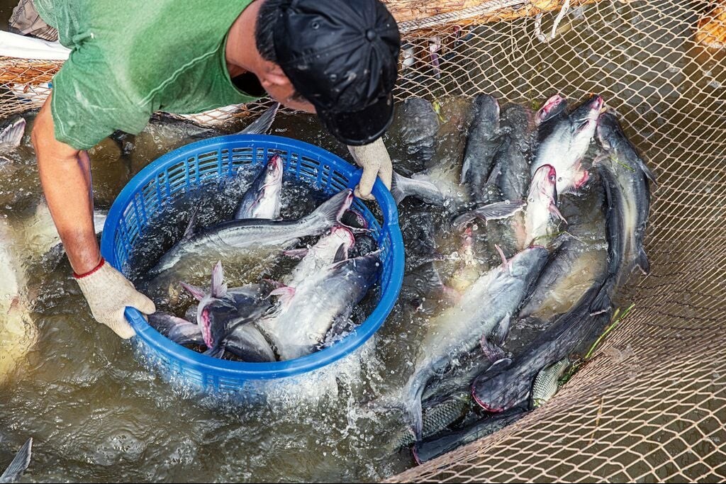 Đồng Tháp: Vững bước nâng tầm ngành hàng cá tra