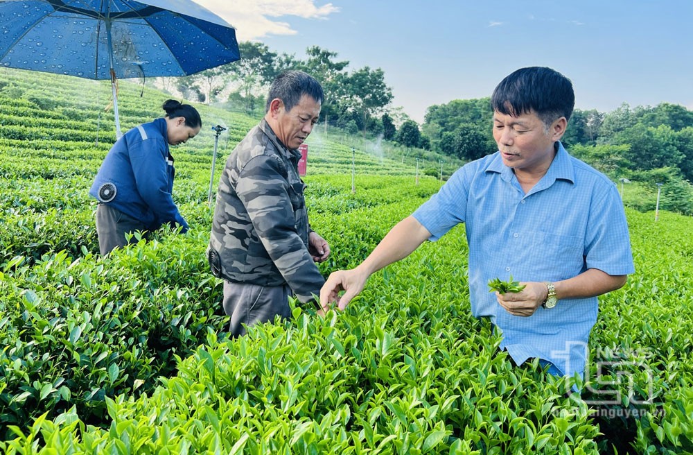 Thái Nguyên địa phương đi đầu sản xuất nông nghiệp hữu cơ ở Việt Nam