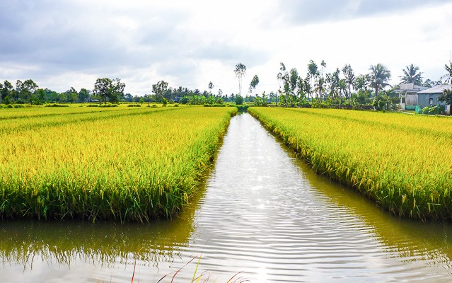 Đường đi của gạo ST chinh phục những thị trường khó tính