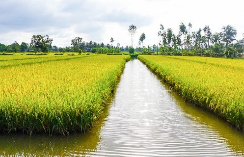 Đường đi của gạo ST chinh phục những thị trường khó tính