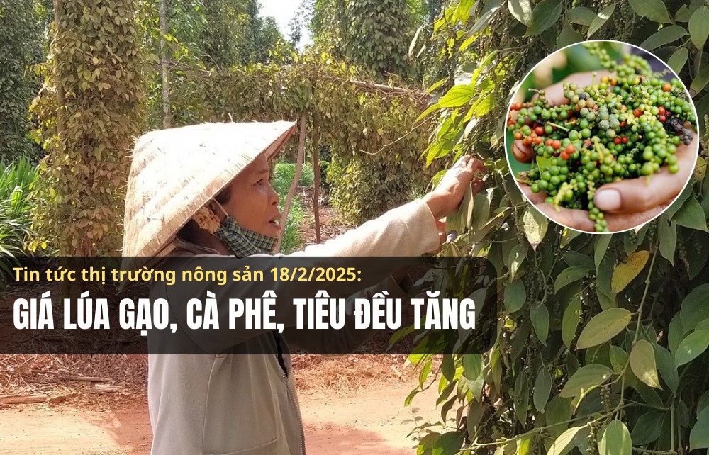 Tin tức thị trường nông sản 18/2/2025: Giá lúa gạo, cà phê, tiêu đều tăng