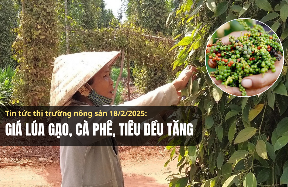 Tin tức thị trường nông sản 18/2/2025: Giá lúa gạo, cà phê, tiêu đều tăng