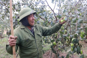 Táo Hữu Lũng vào mùa thu hoạch