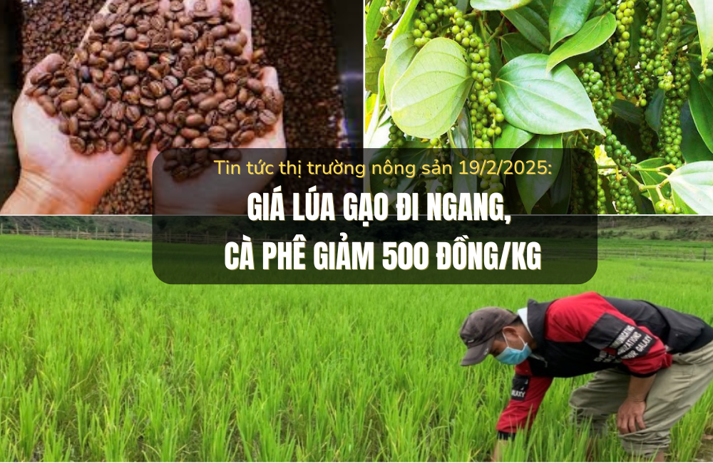 Tin tức thị trường nông sản 19/2/2025: Giá lúa gạo đi ngang, cà phê giảm 500 đồng/kg