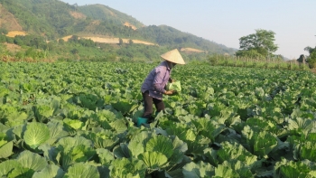 Lào Cai "trải thảm đỏ" cho nông nghiệp hàng hóa: Mục tiêu nghìn tỷ