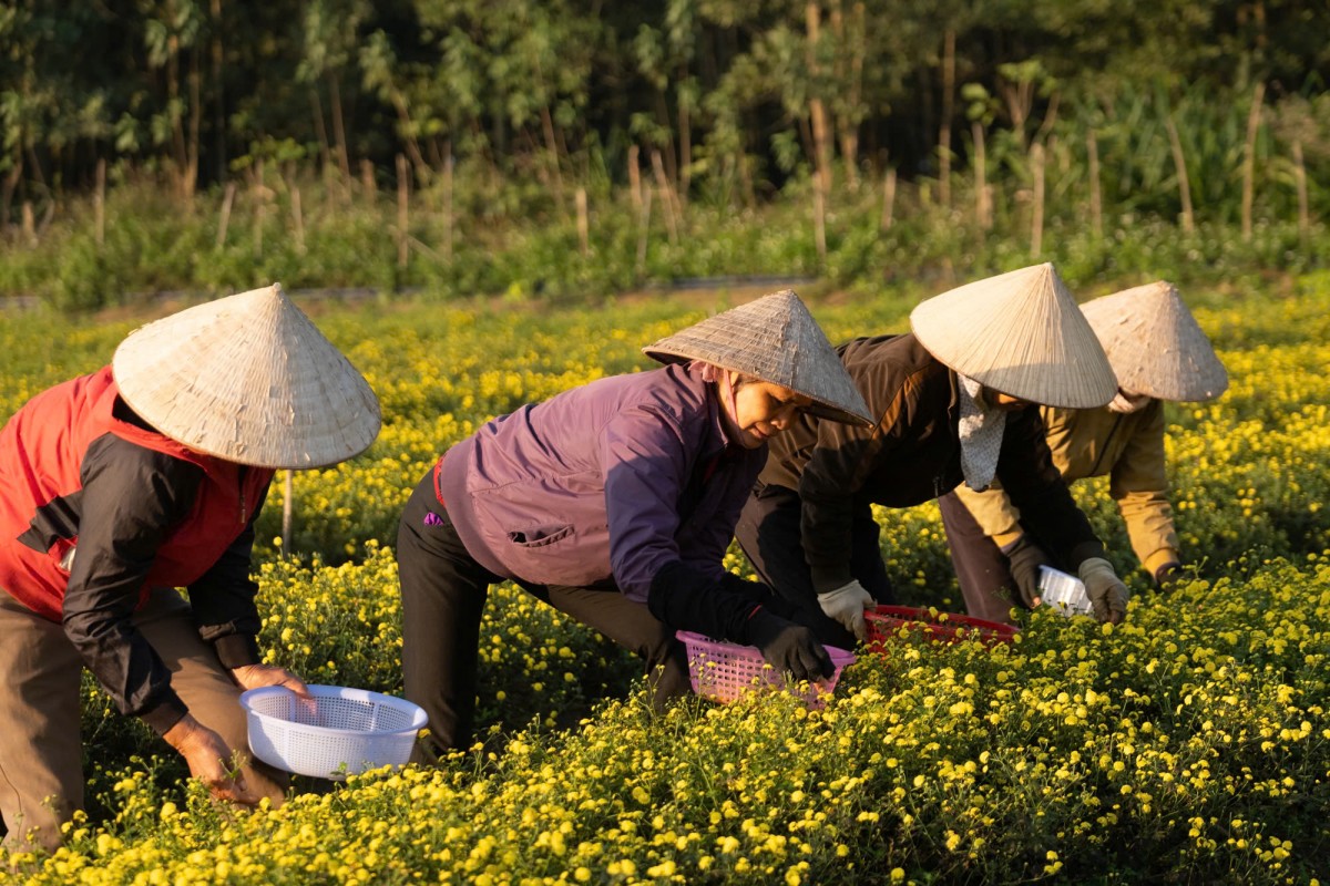 Nông nghiệp hữu cơ: Phát triển canh tác bền vững và bảo vệ môi trường