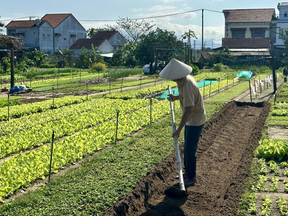 Làng rau Trà Quế: Điểm sáng du lịch bền vững tại Quảng Nam