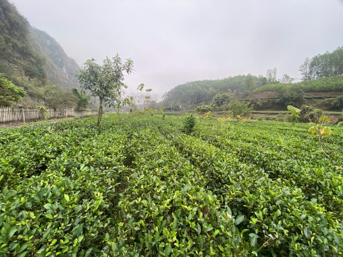 Chi hội Nông nghiệp hữu cơ Trường Đại học Nông Lâm Thái Nguyên triển khai hoạt động năm 2025