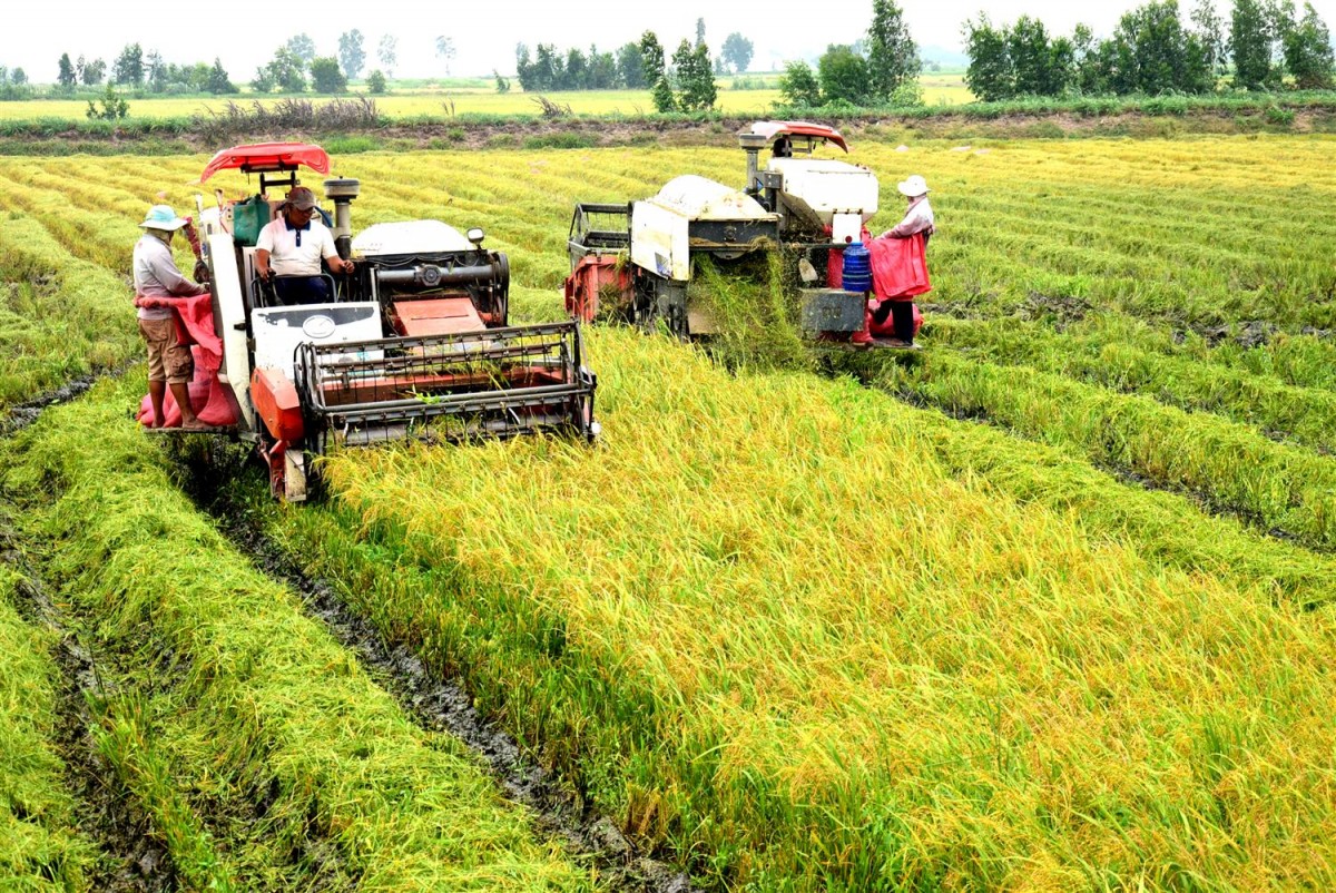 Trà Vinh: Nông nghiệp chuyển mình nhờ liên kết và công nghệ