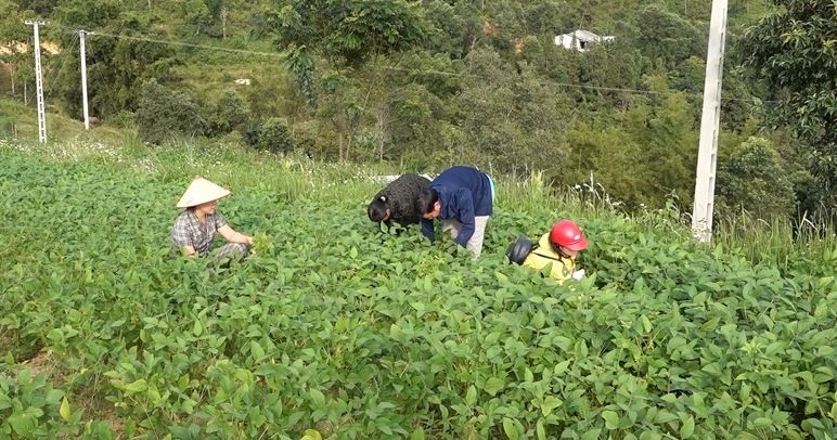 Đậu tương - cây trồng chủ lực giúp nông dân Hoàng Su Phì xóa đói giảm nghèo