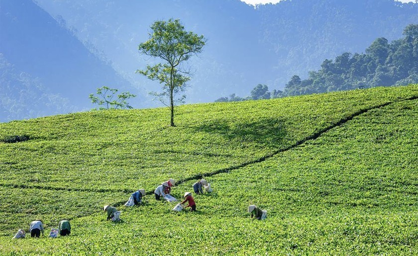 Tín dụng ưu đãi tiếp sức nông nghiệp Thái Nguyên