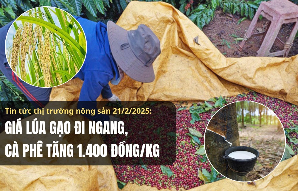 Tin tức thị trường nông sản 21/2/2025: Giá lúa gạo đi ngang, cà phê tăng 1.400 đồng/kg