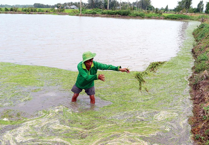 Nông dân Kiên Giang lao đao vì lúa nhiễm mặn