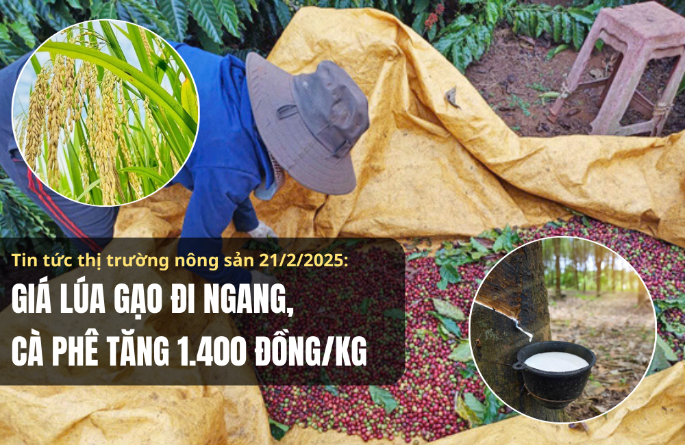 Tin tức thị trường nông sản 21/2/2025: Giá lúa gạo đi ngang, cà phê tăng 1.400 đồng/kg