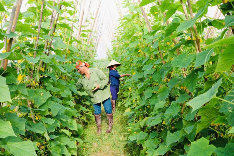 Vào vụ thu hoạch dưa chuột: Giá giảm nhẹ nhưng nông dân vẫn có lãi
