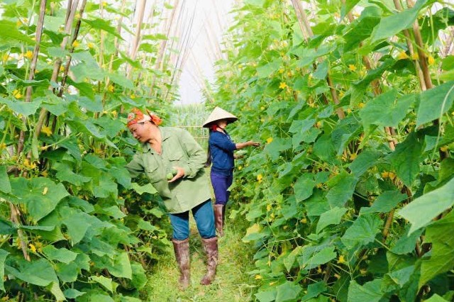 Vào vụ thu hoạch dưa chuột: Giá giảm nhẹ nhưng nông dân vẫn có lãi