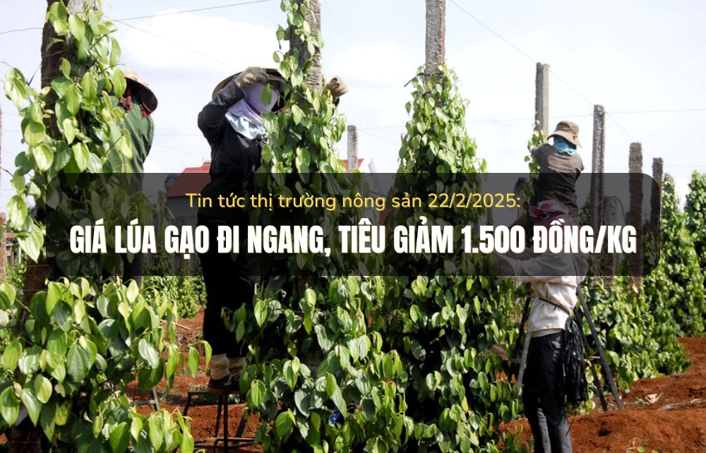 Tin tức thị trường nông sản 22/2/2025: Giá lúa gạo đi ngang, tiêu giảm 1.500 đồng/kg